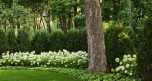 landscaping privacy ideas