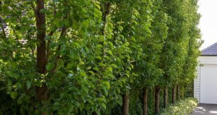 landscaping along fence