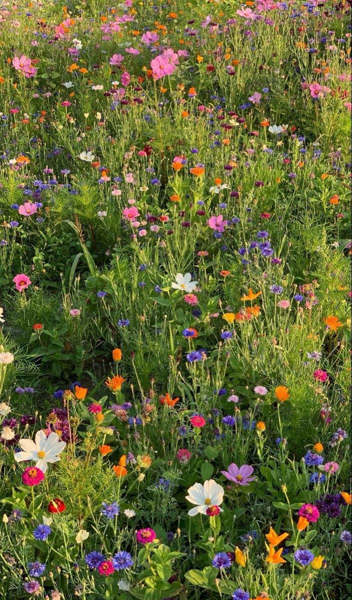 Enhancing Your Flower Garden with Beautiful Aesthetics