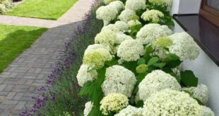 front yard landscape