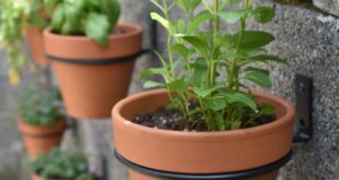garden planters pots