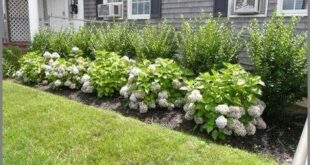 landscaping hydrangeas