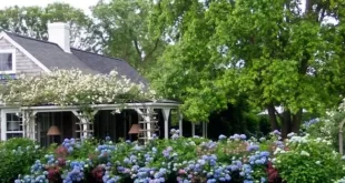 landscaping hydrangeas