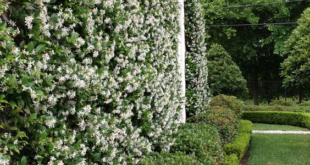 landscaping along fence