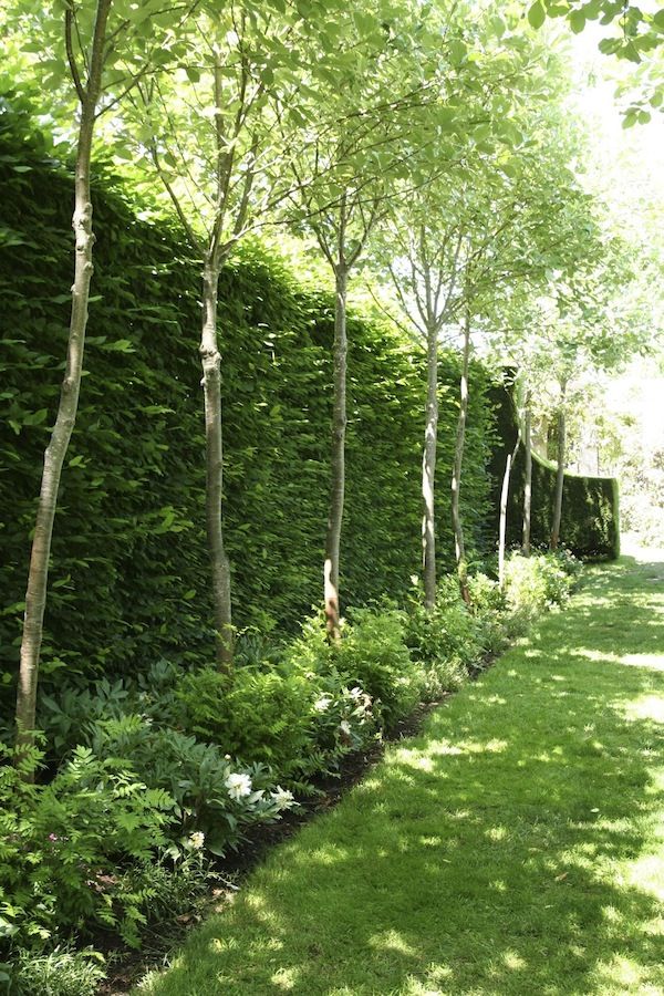 Enhancing Your Outdoor Space: Creative Ways to Boost Privacy in Your Landscape