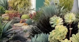 landscaping with large rocks