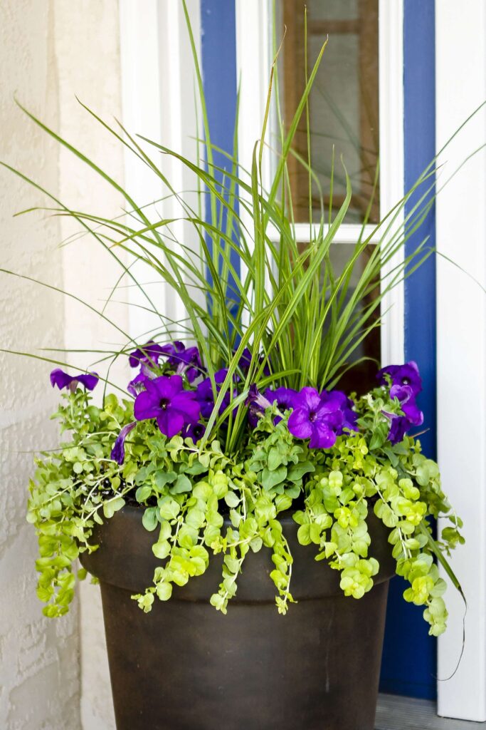 garden planters pots