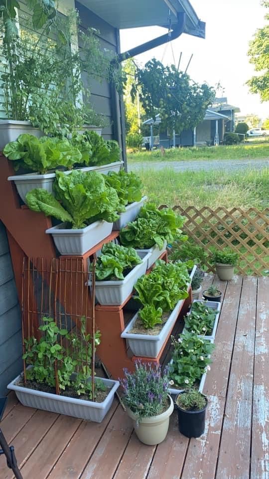 Growing Vegetables in a Planter Box: A Guide to Creating a Bountiful Garden