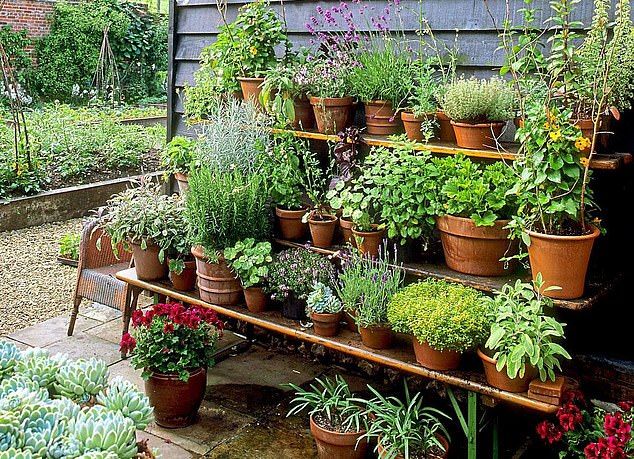 Growing Your Own Fresh Herbs: A Beginner’s Guide to Herb Gardens