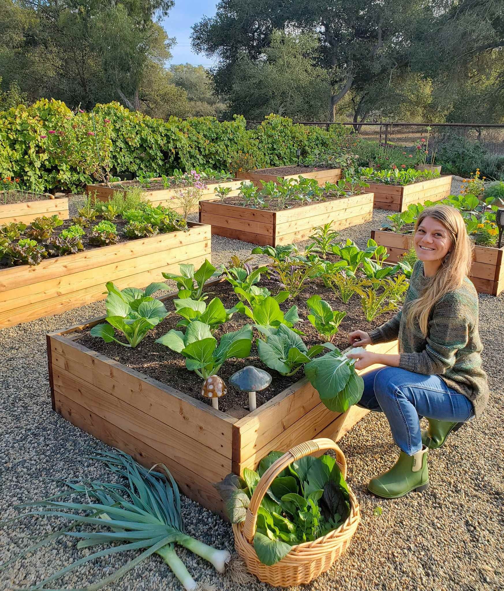 Growing a Lush Vegetable Garden in a Planter Box