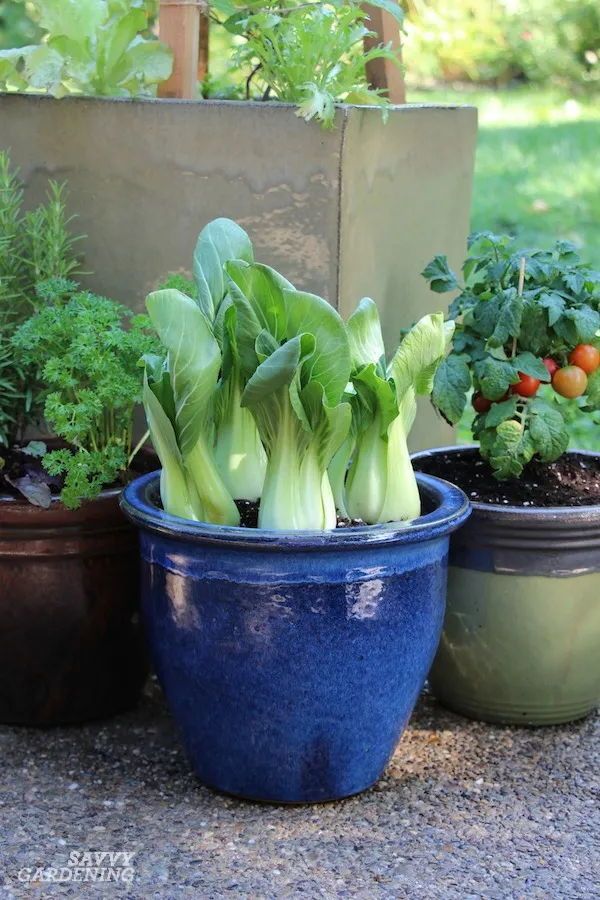 Growing plants in small spaces: the art of container gardening