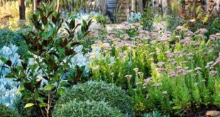 landscaping garden