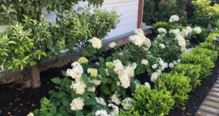 landscaping hydrangeas