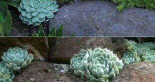 garden ideas stones