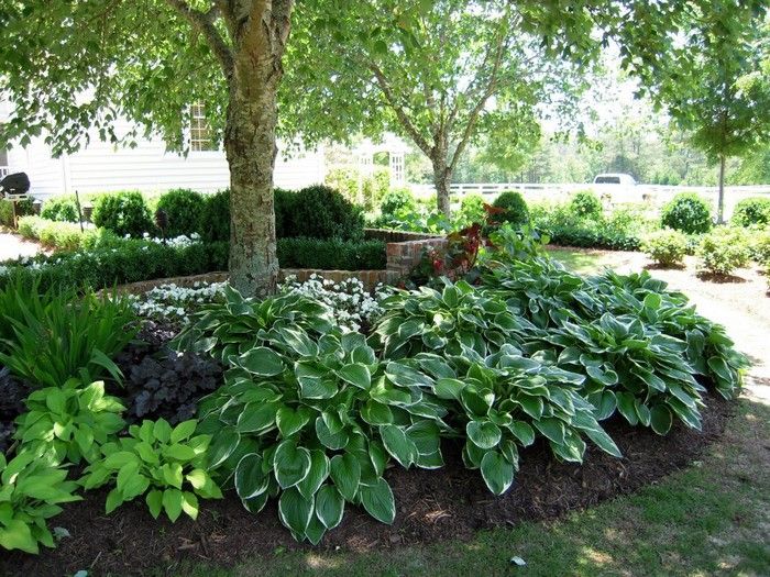Landscaping Beneath the Canopy: Tips for Transforming Shaded Areas