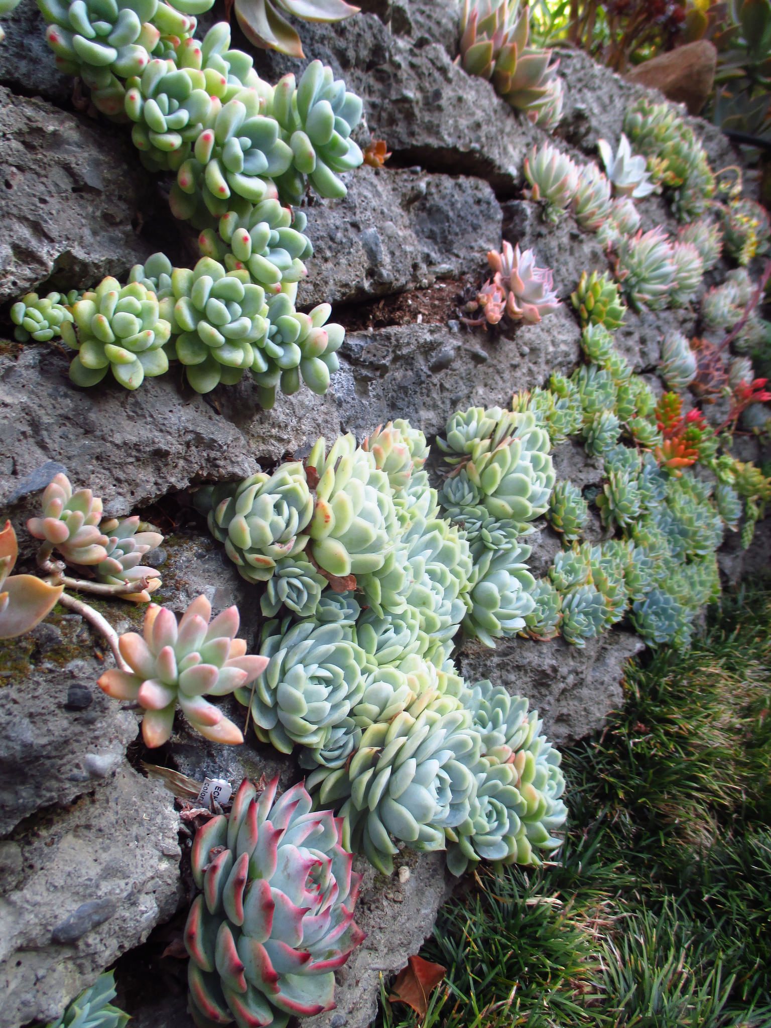 Lush and Diverse: The Beauty of a Succulent Rock Garden