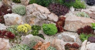 succulent rock garden