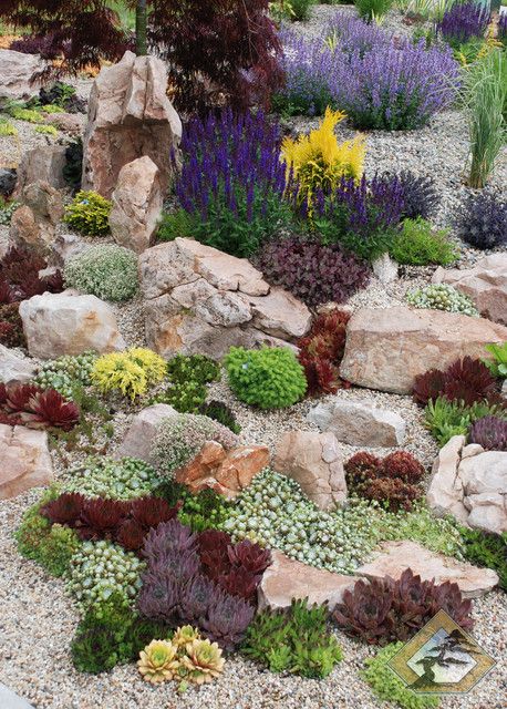 succulent rock garden