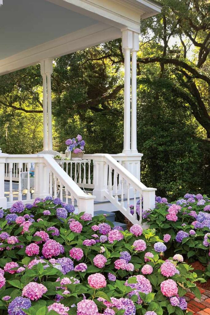 landscaping hydrangeas