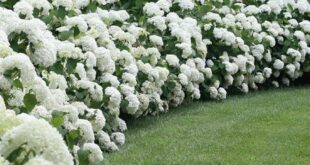 landscaping hydrangeas