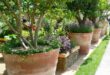 large garden pots