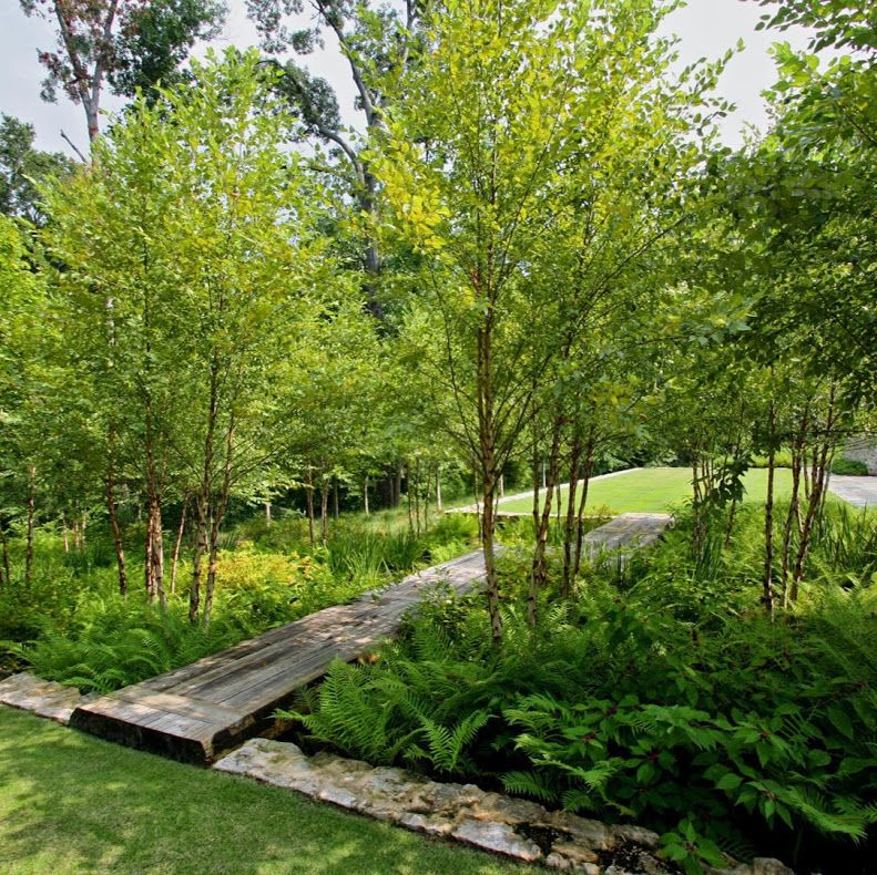 The Art of Creating a Beautiful Rain Garden: A Guide to Designing a Lush and Sustainable Oasis
