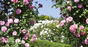 garden arches