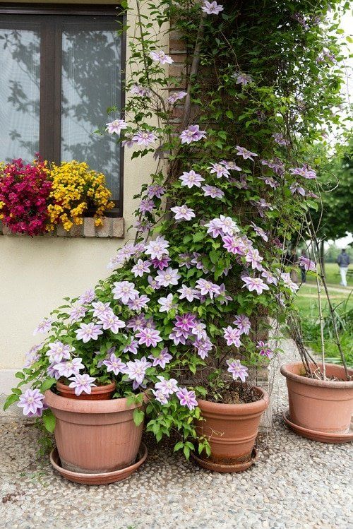 The Beauty of Garden Planters: Enhancing Your Outdoor Space