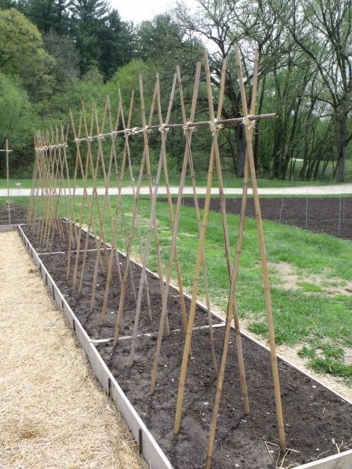 The Beauty of Small Garden Trellises