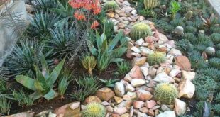 succulent rock garden