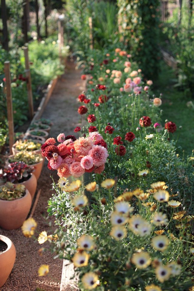 The Beauty of a Flourishing Flower Garden