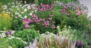 front yard garden