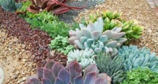 succulent rock garden