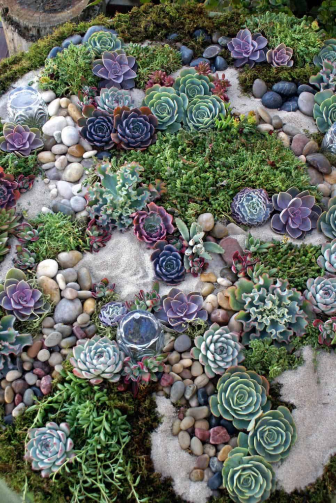 succulent rock garden