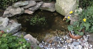 small garden pond