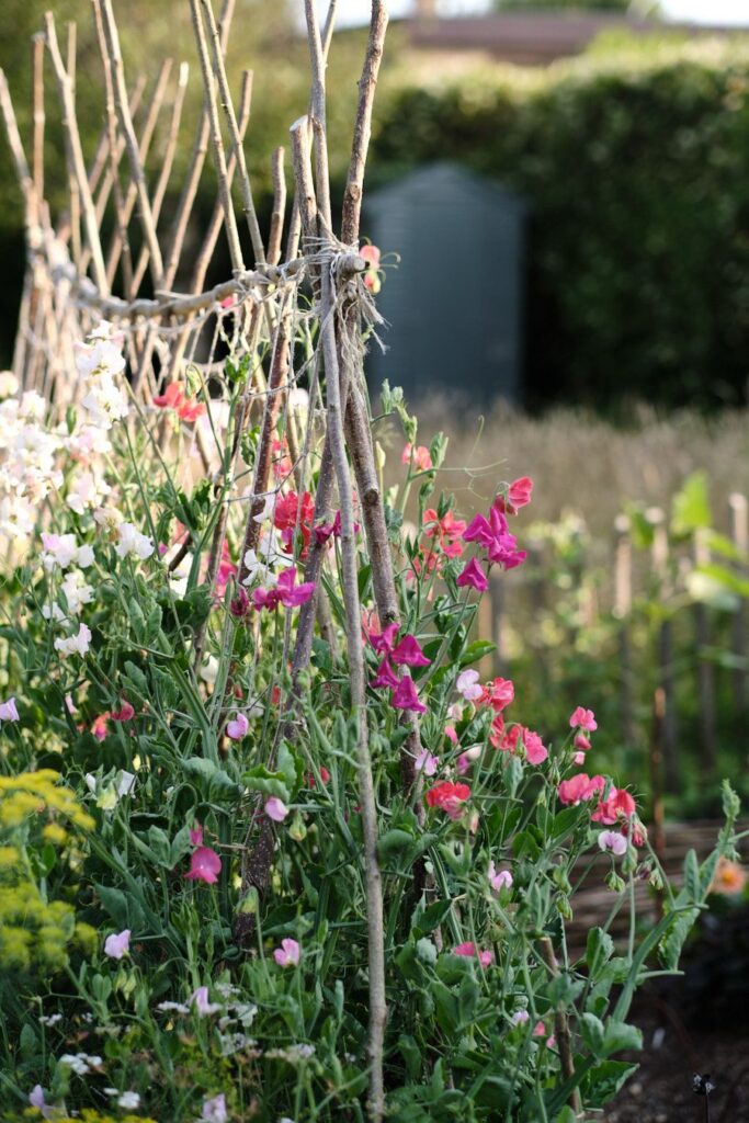 cottage garden