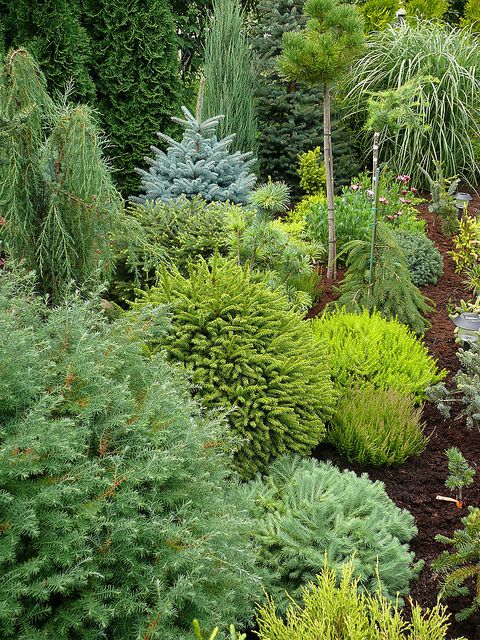 evergreen landscaping