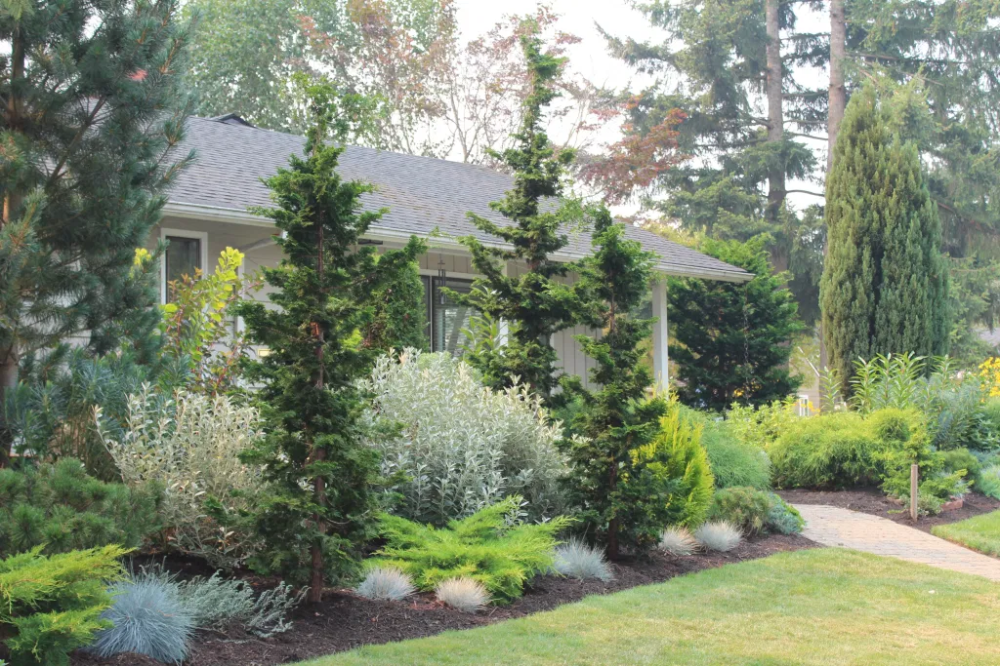 Timeless Beauty: The Art of Evergreen Landscaping