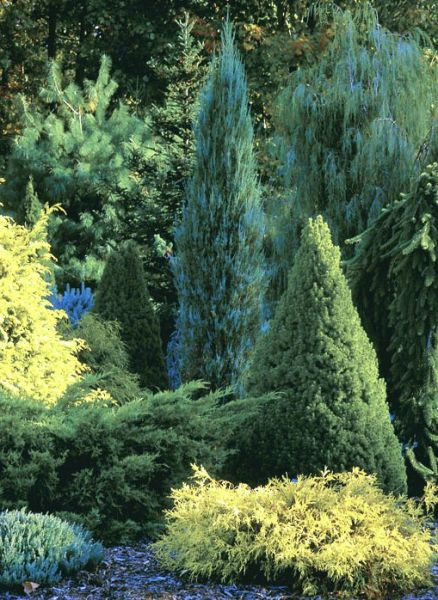 Timeless Landscaping: The Beauty of Evergreen Gardens