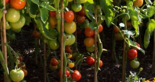 small garden veggies