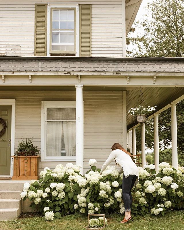 landscaping hydrangeas