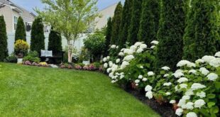 landscaping backyard