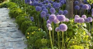 landscaping garden