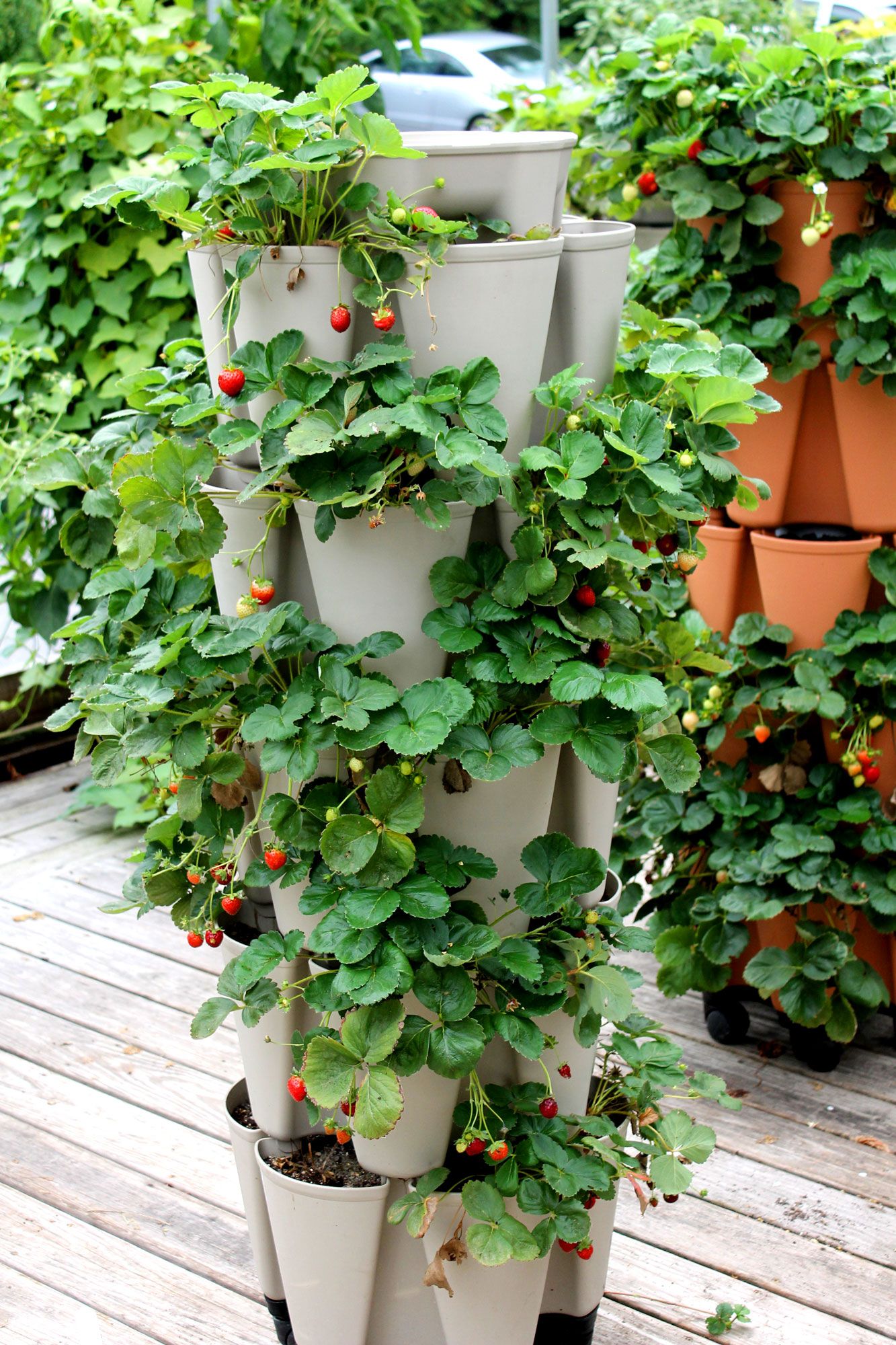 Vertical Garden: A Stylish Solution for Small Spaces