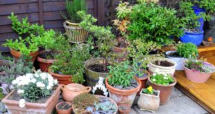 Container Gardening | Celebrate Urban Bir
