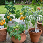 Container gardening tips that'll help you get growi