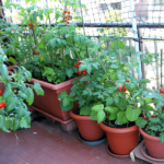 Dammann's Garden Company – Save Space With Container Vegetable .