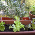Container Gardening Is for Everyone | NC State Extensi