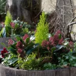 Caring For Your Container Gardens in the Winter - The Great Big .