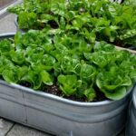 Container Vegetable Gardening for Beginners - Attainable Sustainab
